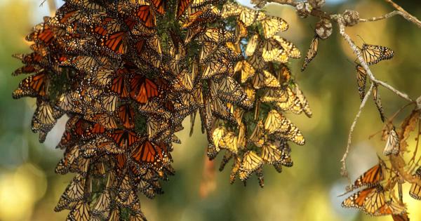 US Moves to Protect Monarch Butterfly Under Endangered Species Act - News Directory 3