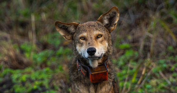 Red wolf